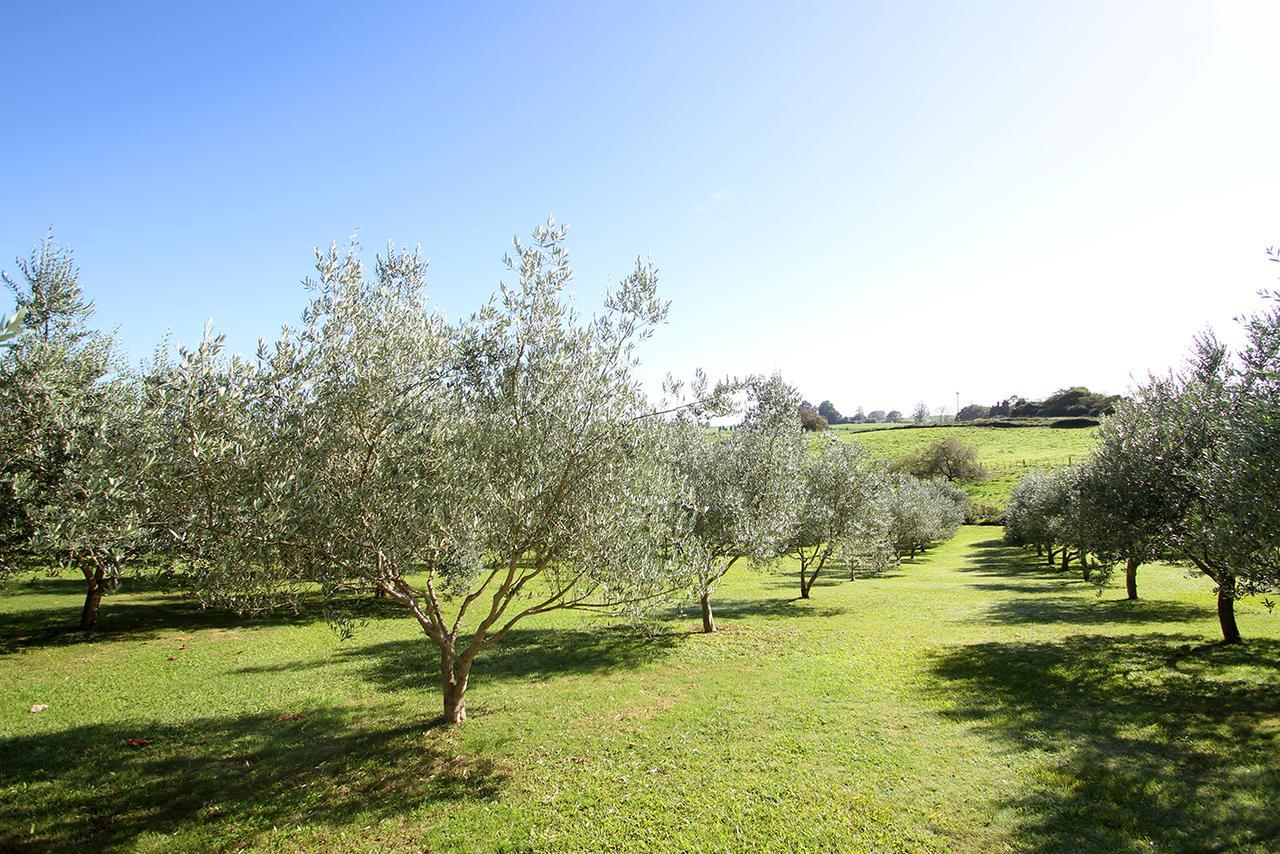 Ohaupo Olives Bed & Breakfast Dış mekan fotoğraf