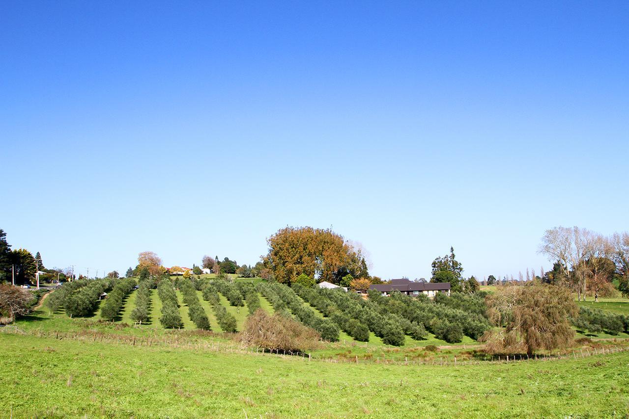 Ohaupo Olives Bed & Breakfast Dış mekan fotoğraf